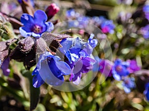 Close up shot of bright blue and purple flower of narrow-leaved lungwort or blue cowslip Pulmonaria angustifolia