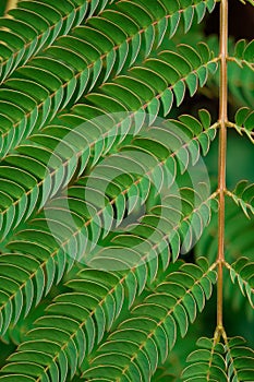 Close-up shot of a bright green mimosa tree branch. Beautiful natural backdrop.