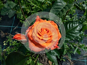 Close-up shot of bright orange spray rose `Alegria` in garden scenery in summer photo