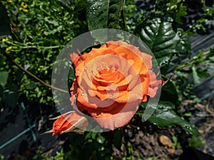 Close-up shot of bright orange spray rose `Alegria` in garden scenery in summer photo