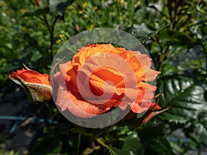 Close-up shot of bright orange spray rose \'Alegria\' in garden scenery in summer photo