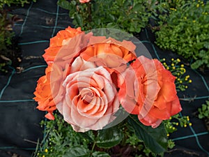 Close-up shot of bright orange spray rose `Alegria` in garden scenery in summer photo