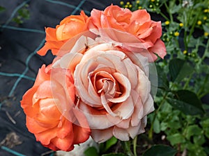 Close-up shot of bright orange spray rose `Alegria` in garden scenery in summer photo