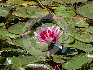 Close-up shot of the bright pink water-lily flower blooming with yellow middle among green leaves in a pond