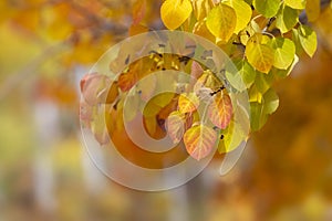 Close up shot of bright red golden and green Aspen