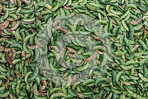 Close up shot of Broad beans