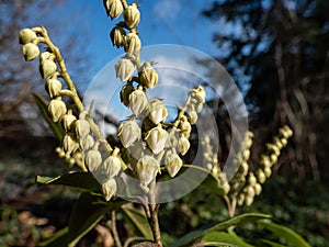 Close-up shot of broadleaf evergreen shrub the Mountain fetterbush or mountain andromeda (pieris floribunda)