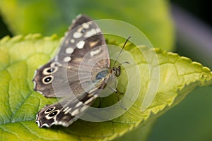 Close-up shot of a brown butterfly perched atop a vibrant green leaf in a lush garden setting.
