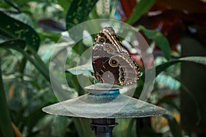 Close up shot of a brown butterfly perched on a lamp in a tropical garden