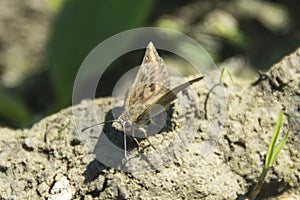 Close-up shot of a brown butterfly on the stone under the sunlight