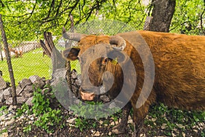 close up shot of a brown cow in the village, ecological breed, natural