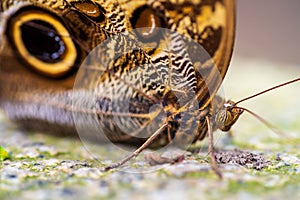 Close-up shot of a brown Owl butterfly resting on a fruit