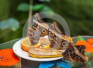 Close-up shot of a brown Owl butterfly resting on a fruit