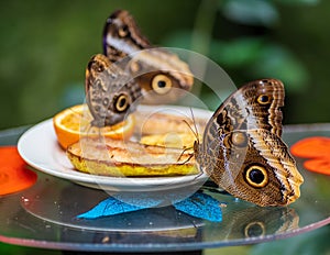 Close-up shot of a brown Owl butterfly resting on a fruit