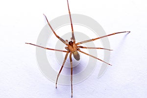 Close-up of a Recluse, brown, or violin spider. Loxoceles perched on a white surface