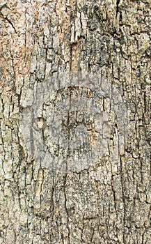 Close up shot of brown tree bark Texture .