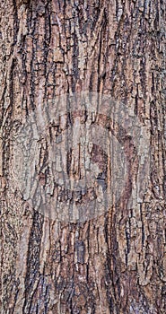 Close up shot of brown tree bark Texture.