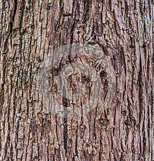 Close up shot of brown tree bark Texture.