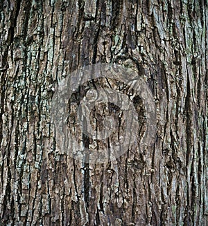 Close up shot of brown tree bark Texture.