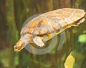 Close-up shot of a brown turtle swimming underwater at an aquarium