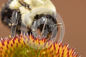 Close up shot of bumble bee on a cone flower