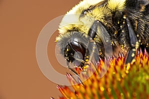 Close up shot of bumble bee on a cone flower
