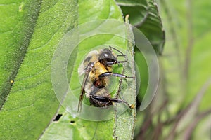 Close up shot of bumble bee on a leaf