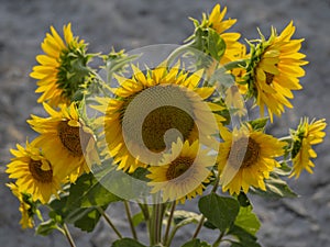 Close-up shot of a bunch of sunflowers under the sunlight