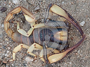 Close-up shot of a Burrower Scorpion (Opistophthalmus species)