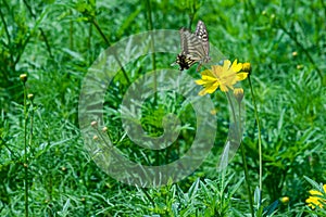 Close up shot of a butterfly sitting on a yellow flower in a green field