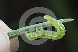 Close up shot of cabbage semilooper thysanoplusia orichalcea noctuidae caterpillar