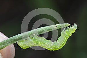 Close up shot of cabbage semilooper thysanoplusia orichalcea noctuidae caterpillar