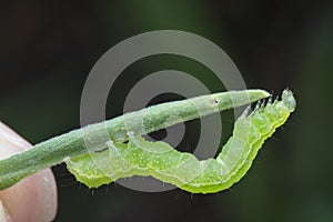 Close up shot of cabbage semilooper thysanoplusia orichalcea noctuidae caterpillar photo