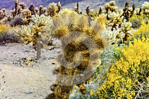 Close up shot of a cactus in Cholla Cactus Garden, Joshua Tree National Park, California, USA. Desert flowers. photo