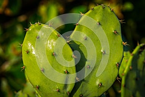 Close Up Shot of Cactus Leaves