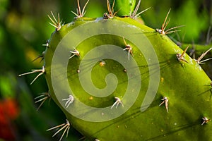 Close Up Shot of Cactus Leaves