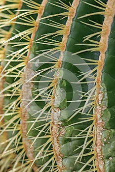 Close up shot of cactus plant