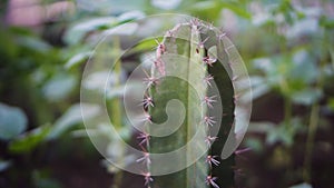 Close-up shot of cactus plant with blurry backgrouns
