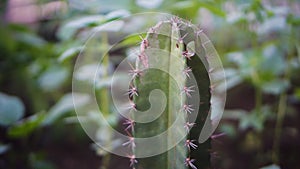 Close-up shot of cactus plant with blurry backgrouns photo