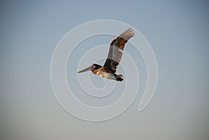 Close up shot of a california brown pelican bird flying freely in the sky