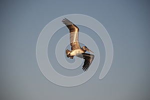 Close up shot of a california brown pelican bird flying freely in the sky