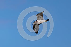 Close up shot of California gull flying