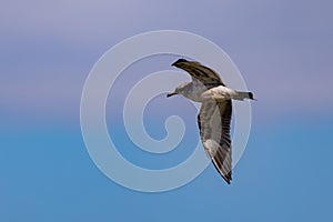 Close up shot of California gull flying