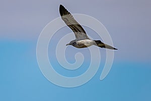 Close up shot of California gull flying