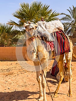 Close up shot of a camel in the desert in front of palm trees. Desert Wildlife. Bedouin lifestyle