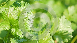 Close-up shot and camera plan of freshness coriander after rain and sunshine