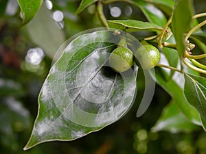 A close up shot of camphor laurel leaves. Cinnamomum camphora is a species of evergreen tree that is commonly known under the