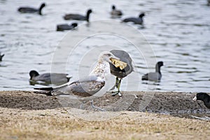 Close up shot of Canada Goose and many American Coot walking at Lake Balboa