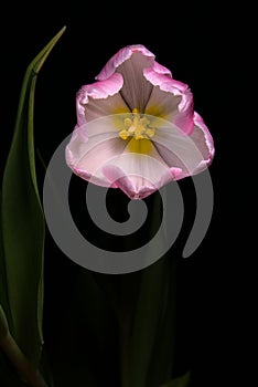 Close up shot of a candia tulip (Tulipa saxatilis) with black background