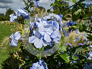 Close-up shot of the cape leadwort, blue plumbago (Plumbago auriculata) flowering with pale blue flowers